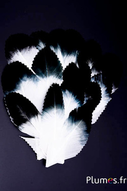 Pétale en plumes - 11-15 x 5-6 cm - blanc-noir
